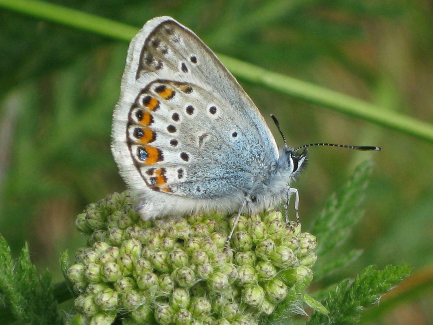 lycaenidae - Plebejus argus